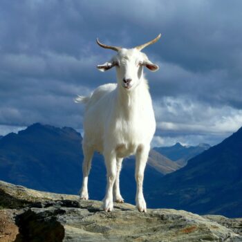 White goat with mountains in the background