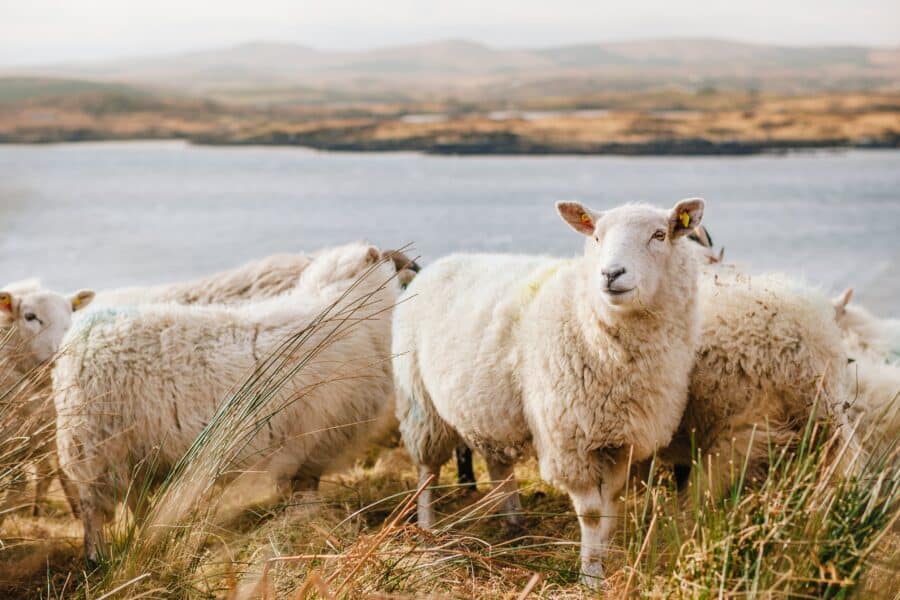 Sheep grazing in front of a lake
